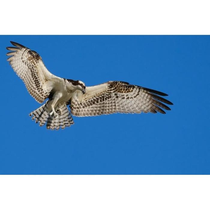 NEW Fujifilm XT3 XT 3 XT-3 Body Only Garansi Resmi Fujifilm Indonesia