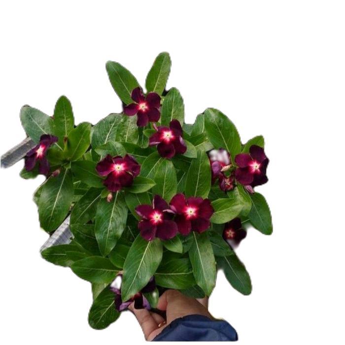 tanaman bunga tapak dara - tanamanhias bunga tapak dara - bunga tapak dara Merah