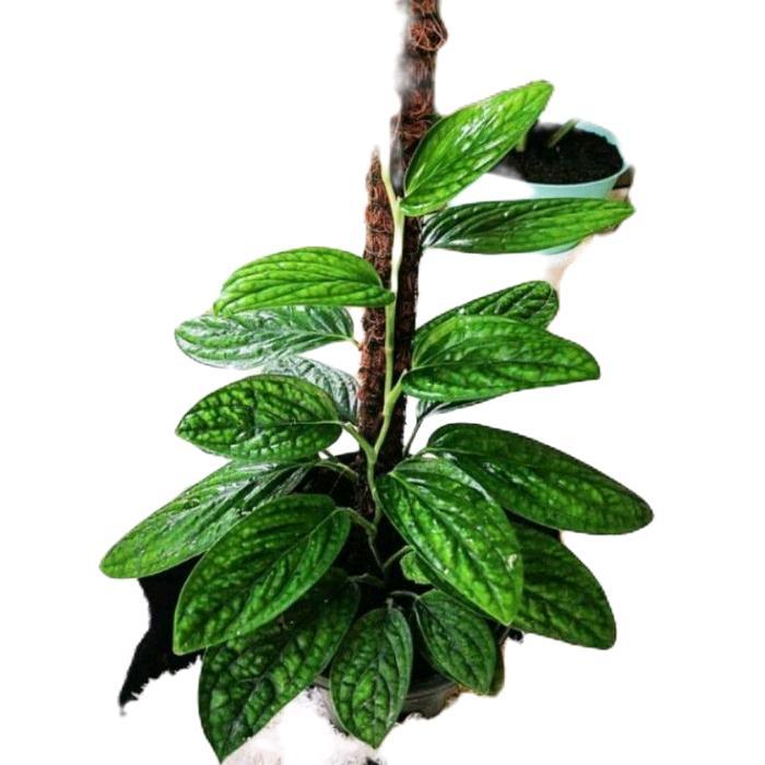 tanamanhias sirih badak - tanaman sirih badak - tanaman rambat sirih badak Alami