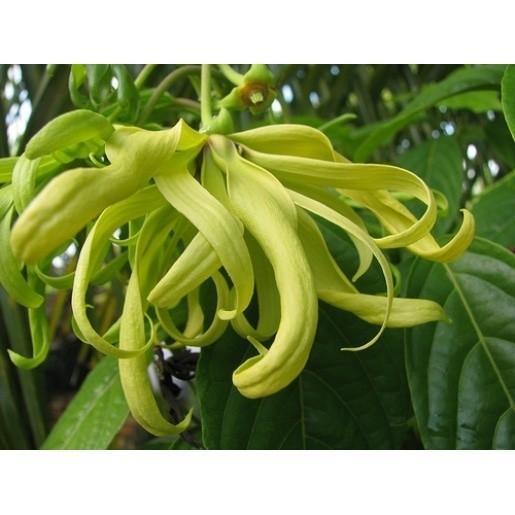 Tanaman Hidup Bunga Kenanga Tanaman Hias