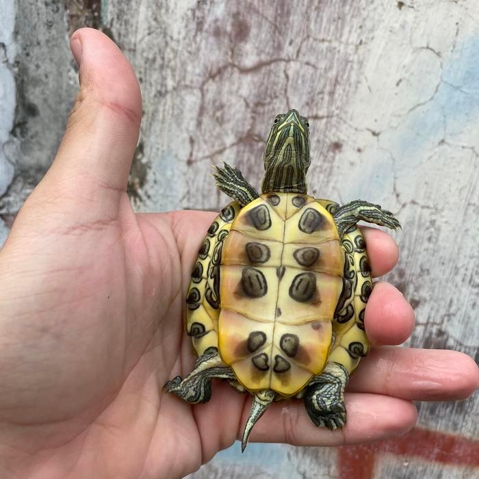 33og- Kura Kura Res Brazil Medium Grade A