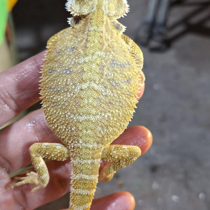REDAY Terlaris bearded dragon hypo citrus het zero Promo Murah