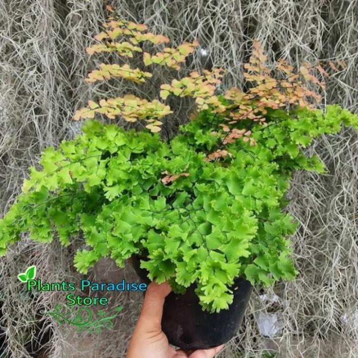 Tumbas Tani Tanaman Hias Suplir Kribo - Suplir Kribo - Tanaman Indoor