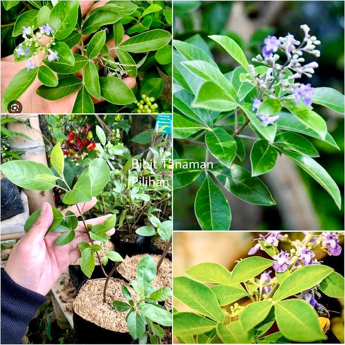 Bibit tanaman legundi herbal gandasari pohon hidup vitex trifolia ecoprint