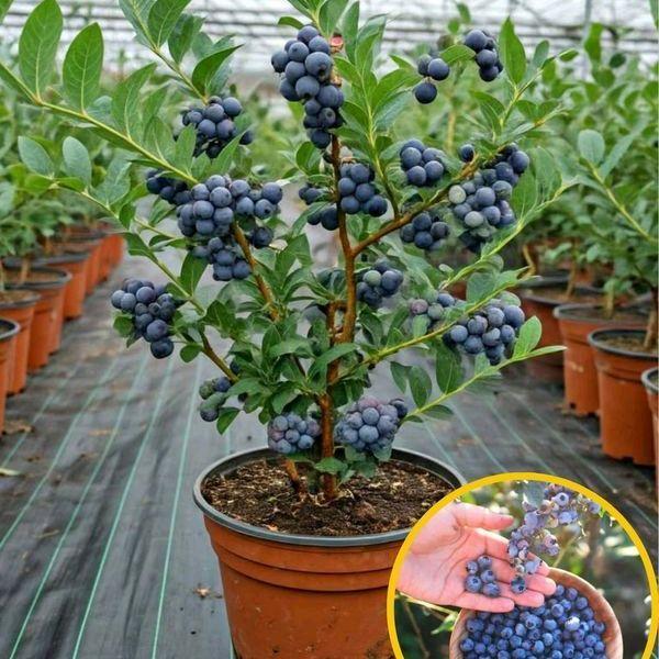 Bibit Tanaman Buah Blueberry Unggul Cangkok Cepat Berbuah Siap