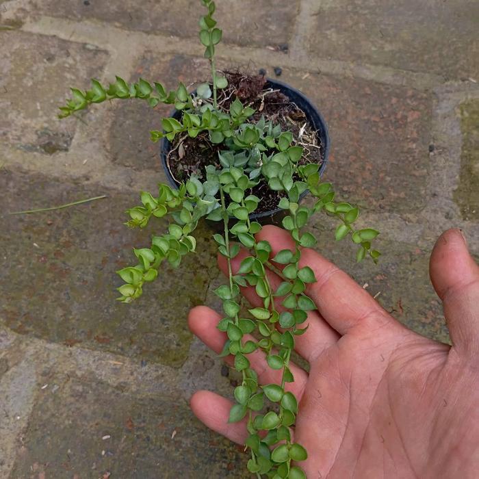 Tanaman Hias Dischidia Ruscifolia Million Hearts Bibit