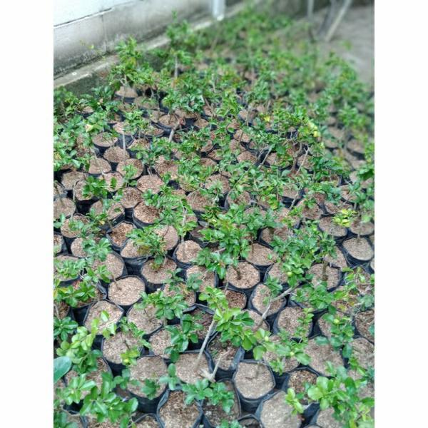 READY STOCK Bibit Buah Cherry Jepang Asli Sudah Berbuga Berbuah Super Murah Tumbuhan Tangkai Daun