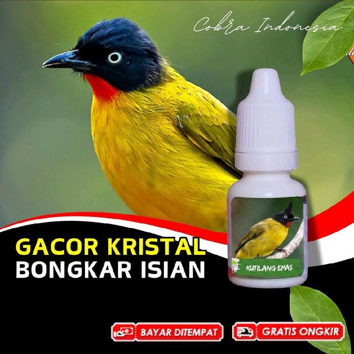 Vitamin Burung Kutilang Emas