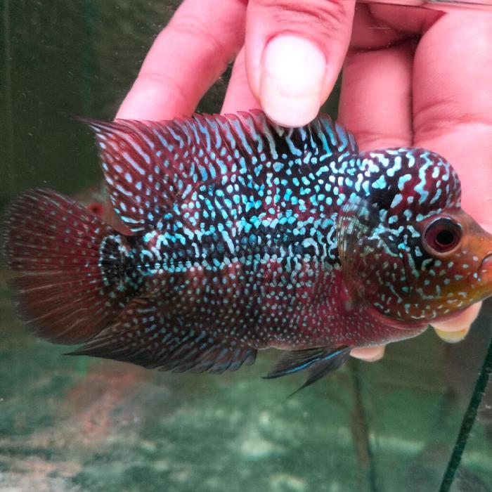 Ikan Lauhan Srd Terbaru 