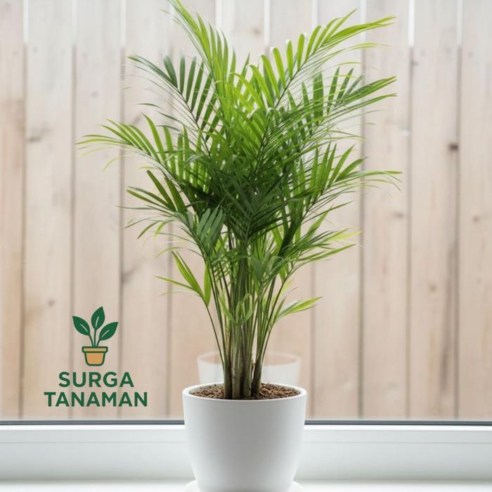 READY Tanaman hias indoor palem kuning mini - tanaman palm kuning mini - tanaman cantik