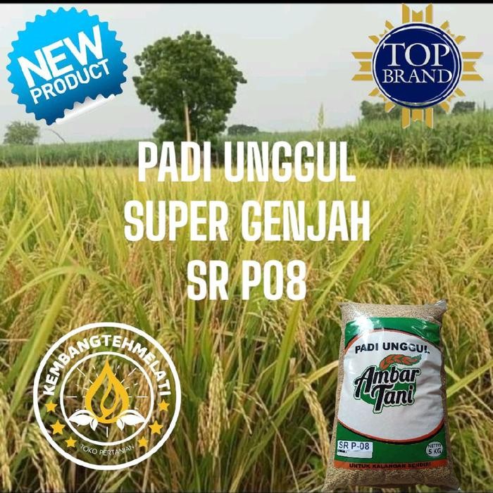 ASLI BIBIT PADI benih padi sr p08 ultra genjah 5kg PREMIUM READY STOCK