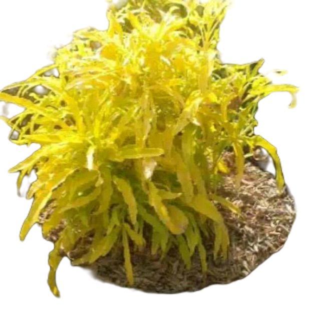 tanamanhias brokoli kuning - tanaman brokoli kuning - brokoli kuning tanaman