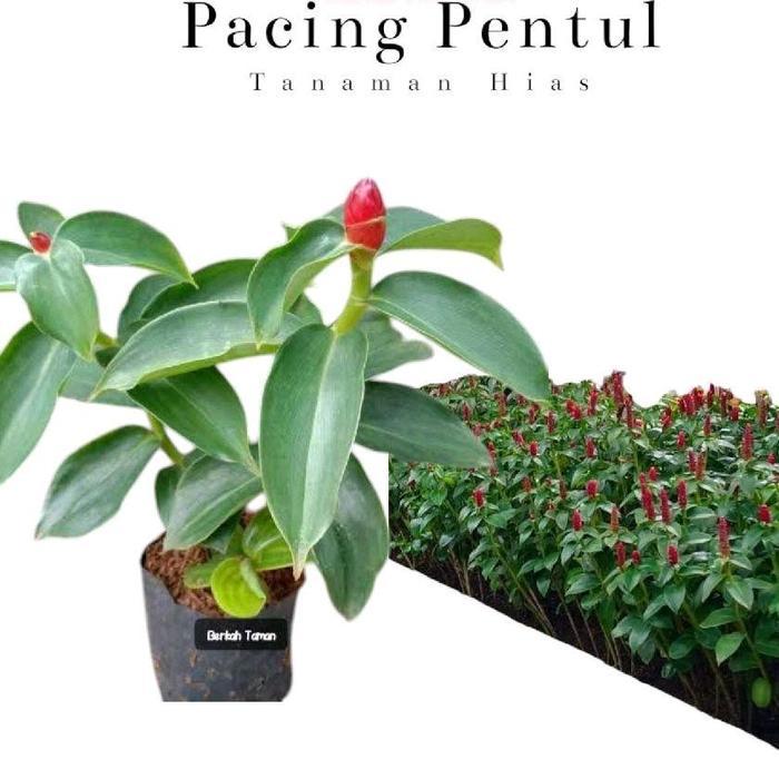 Tanaman Pacing Pentul Merah / Pohon pacing / Pacing Pentul / Bunga pacing pentul daun