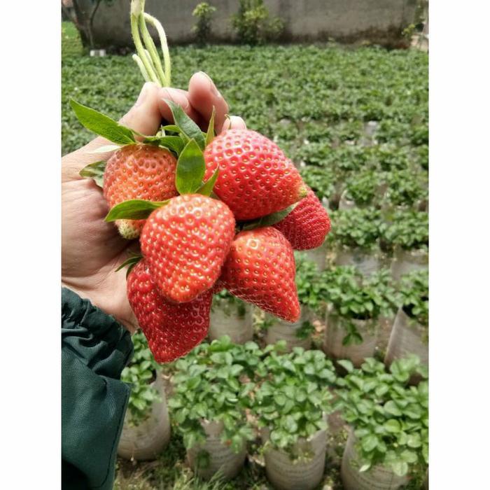 Tanamsegar- ( 600 Butir ) Benih Strawberry Mencir Dataran Rendah