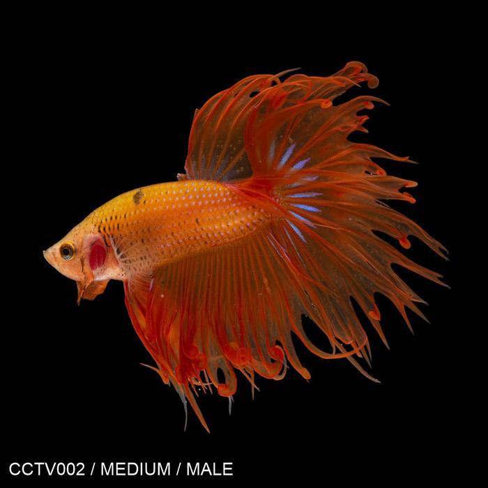 New Cupang Hias Serit Kuning / Yellow / Betta Fish Crowntail / Male