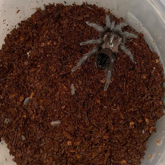 READY STOCK Mainan Tarantula Brachypelma Albo H / Brachypelma Bohmei Sling