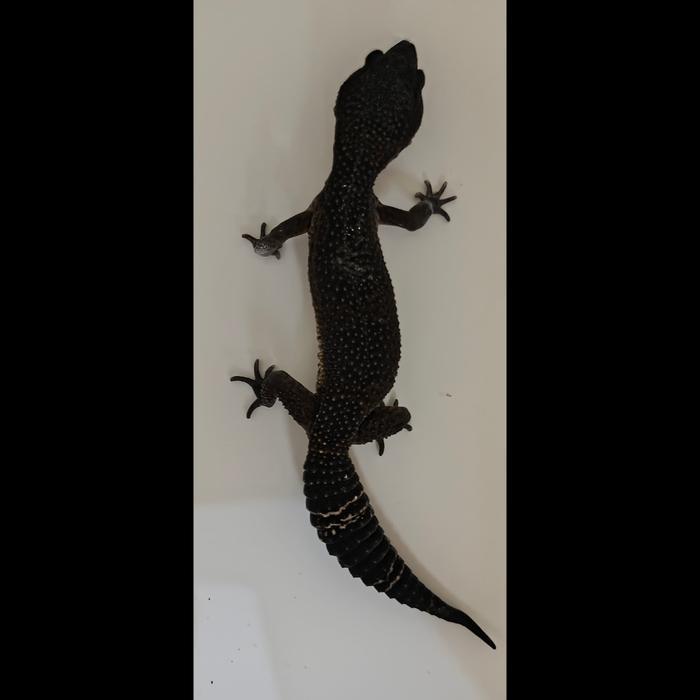 REDAY Terlaris Gecko Black Night het Murphy Patternless possible het Tremper (Female) [Kode 2] Promo