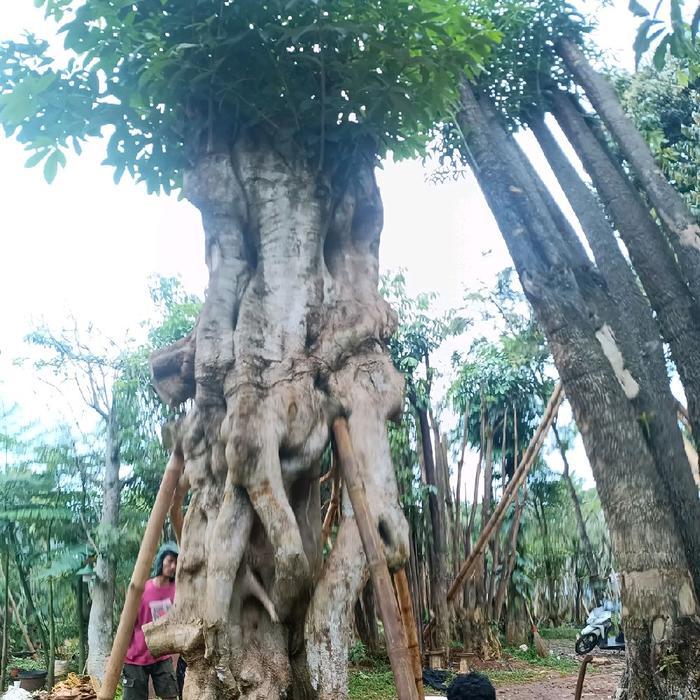 DISKON pohon pule fosil/ukuran besar/Pule besar
