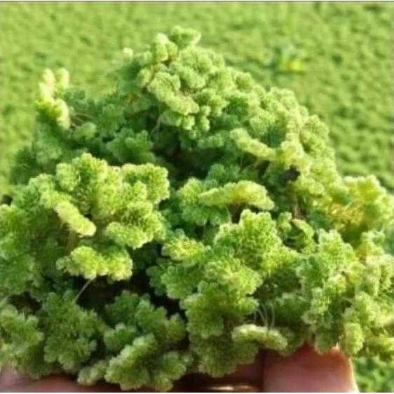 bibit azolla super 1 kg pakan ikan ayam bebek entog