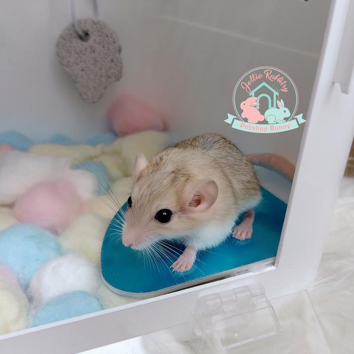 Terlariss alas tidur pendingin fat tailed gerbil hamster cool plate colling