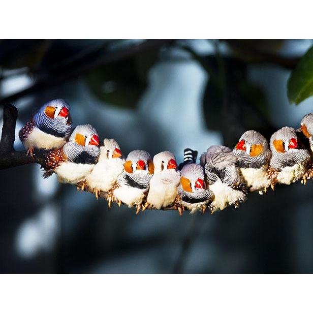 Zebra Finch Timor Sepasang Jantan Betina