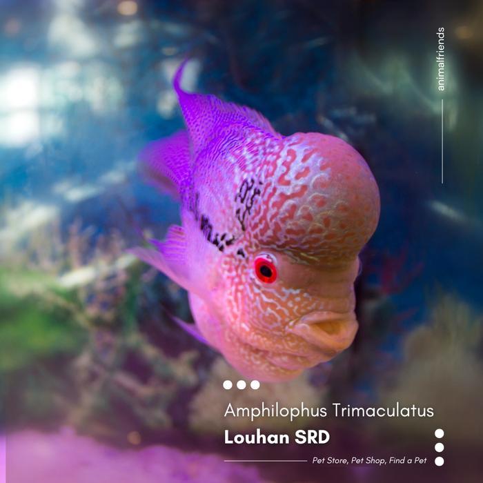 Ikan Predator Louhan/Lohan Srd #Gratisongkir