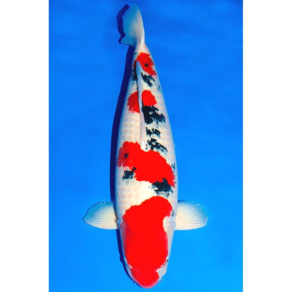 Ikan Koi Sankei Blitar 31-33 Cm Terbaru 