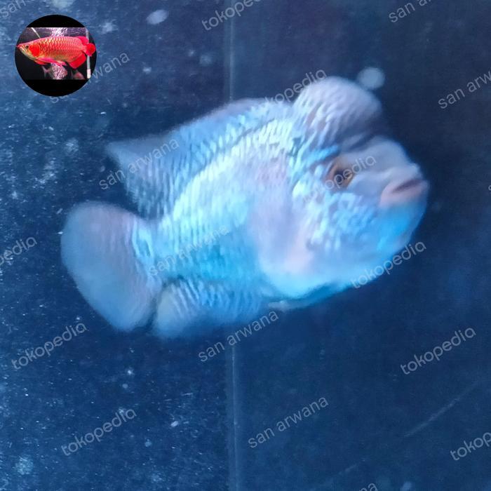 Bonsai Louhan Bonsai Import Lohan Srd Terbaru 