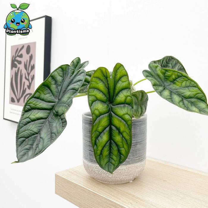 Tanaman Hias Alocasia Baginda Dragon Scale Jewel Alocasia Daun Tekstur Emboss Metallic Hijau