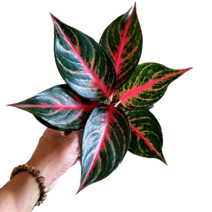 aglonema red borju - tanamanhias aglonema red borju - tanaman aglonema Merah