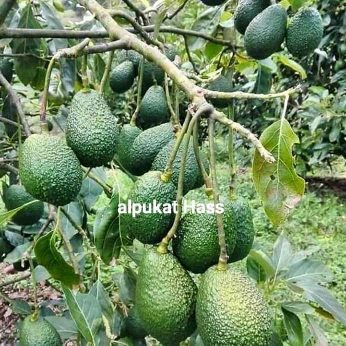 Bibit Alpukat Hass Australia
