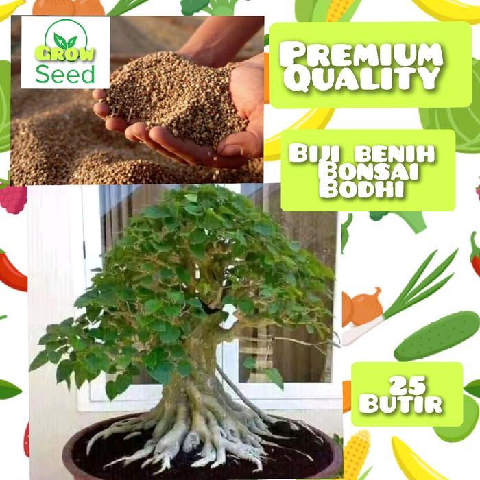 25 butir biji benih tanaman bonsai bodhi/ficus religiosa