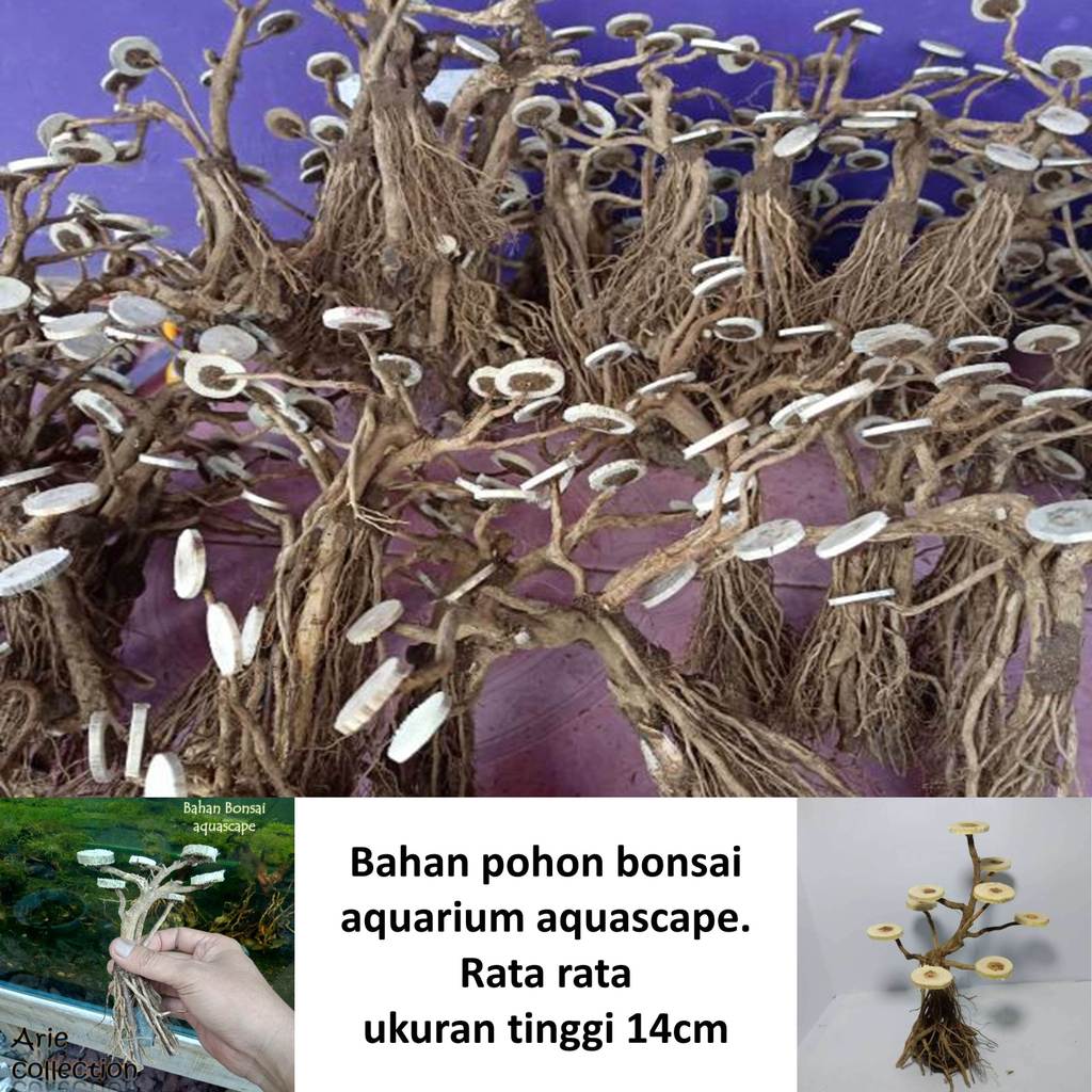 bahan pohon bonsai untuk aquarium aquascape