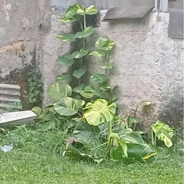 TANAMAN SRIGADING JUMBO RIMBUN