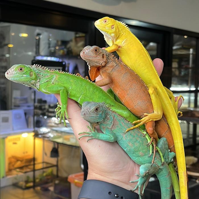 REDAY Terlaris Iguana Green Hijau Albino Kuning Biru Blue Red Merah Promo Murah