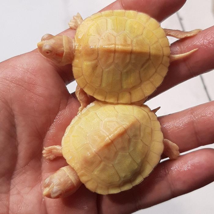 REDAY Terlaris RES Brazil Albino Kura Kura Air Turtle Baby 3-4cm Makan Pelet Sehat Tidak Ngapung
