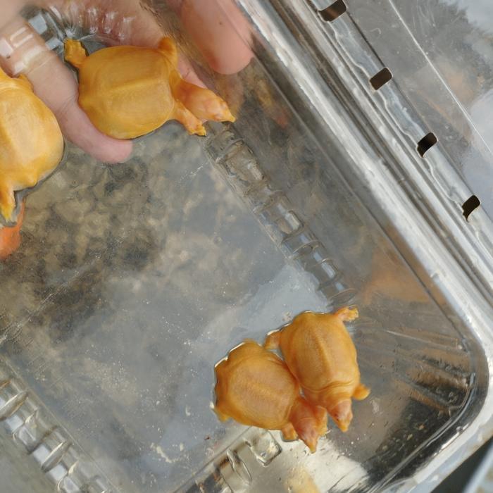 REDAY Terlaris kura kura bulus albino murah Promo Murah