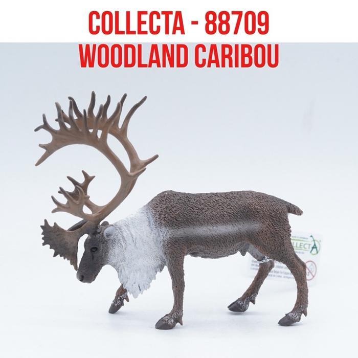 Grafi - Collecta 88709 Woodland Caribou Rusa Kutub Karibu Rangifer Tarandus Caribou Binatang Figure