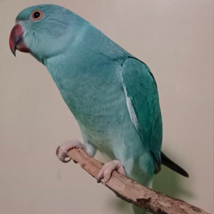 Indian Ringneck Blue Cleartail