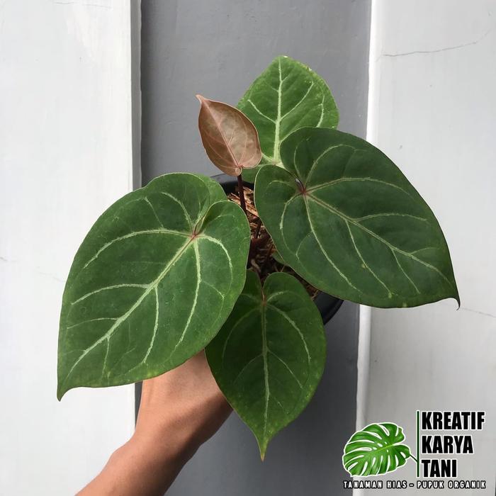 Terbaru Anthurium Hoffmanii - Anthurium Hoffmanii Hybird