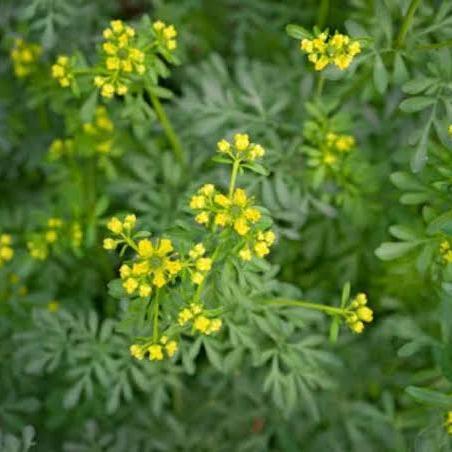 tanaman herbal daun inggu segar