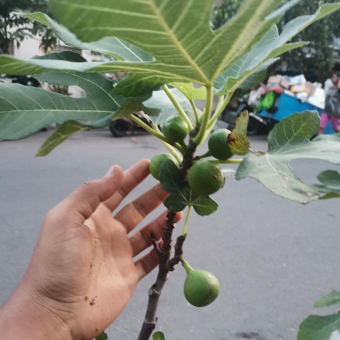 READY pohon buah tin green jordan sudah berbuah / tanaman buah tin