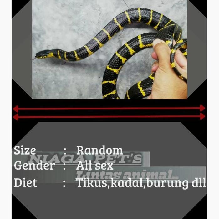 Ready BS boiga cinmas taliwangsa boiga dendrophila