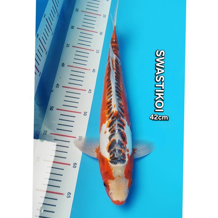 Ikan Koi Blitar Jumbo Shusui 42Cm Terbaru 