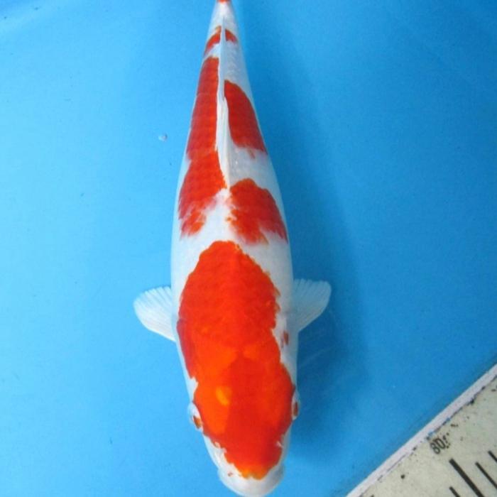 Ikan Koi Kohaku Import Size 30-35Cm Paket 5 Ekor Terbaru 