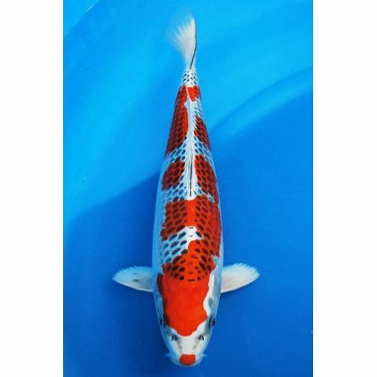 Ikan Hias Koi Kujaku Import Size 20Cm Terbaru 