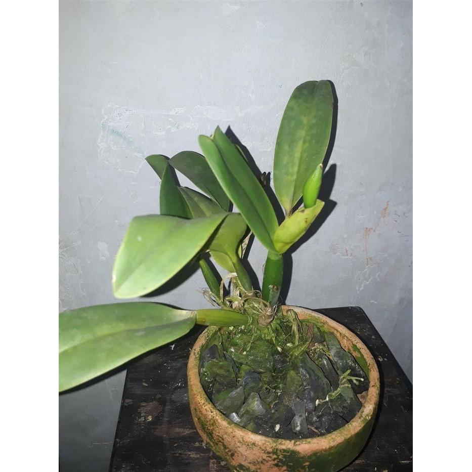 Yuxurystore- Cattleya Blc Tainan Gold