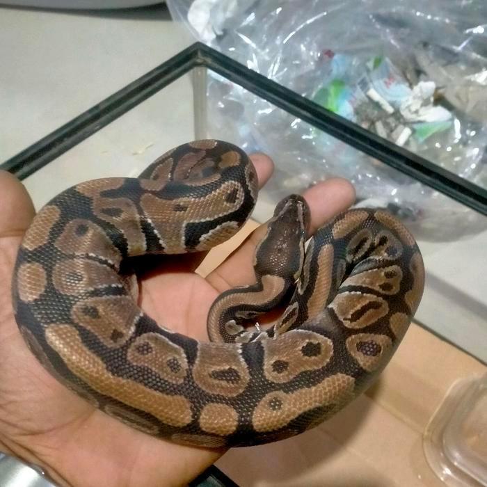 Ready ball python sanca bola python regius