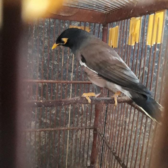 JALAK NIAS JADI JANTAN ( GACORAN )