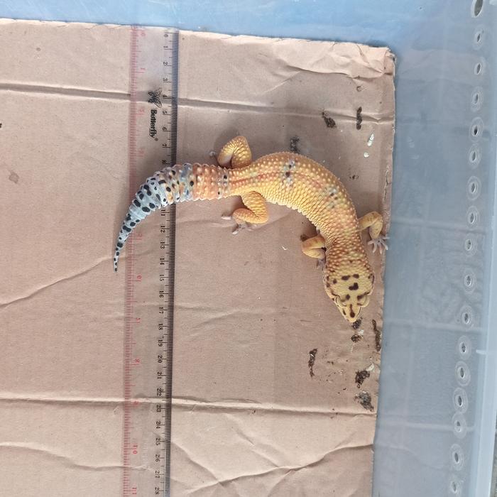 REDAY Terlaris Leopard Gecko Dewasa Panjang +-25cm Promo Murah